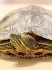 La tartaruga, Trachemys scripta e