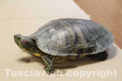 La tartaruga, Trachemys scripta e