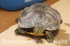 La tartaruga, Trachemys scripta e