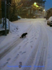 Viterbo- via Tedeschi col gatto delle nevi - Grazia Vecchiarino