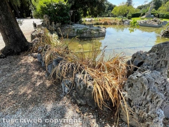 Il laghetto Acqua azzurra acqua chiara di pratogiardino Lucio Battisti "ripulito", seccate la gran parte delle piante acquatiche