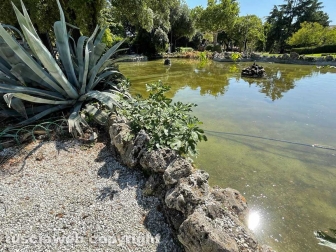 Il laghetto Acqua azzurra acqua chiara di pratogiardino Lucio Battisti "ripulito", seccate la gran parte delle piante acquatiche