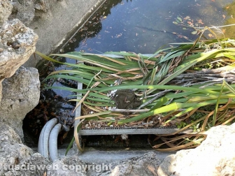 Il laghetto Acqua azzurra acqua chiara di pratogiardino Lucio Battisti "ripulito", seccate la gran parte delle piante acquatiche