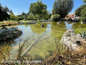 Il laghetto Acqua azzurra acqua chiara di pratogiardino Lucio Battisti "ripulito", seccate la gran parte delle piante acquatiche