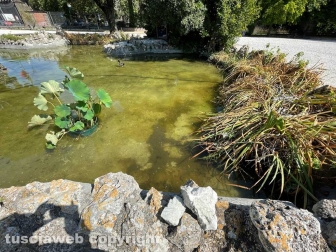 Il laghetto Acqua azzurra acqua chiara di pratogiardino Lucio Battisti "ripulito", seccate la gran parte delle piante acquatiche