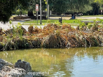 Il laghetto Acqua azzurra acqua chiara di pratogiardino Lucio Battisti "ripulito", seccate la gran parte delle piante acquatiche