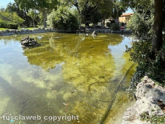 Il laghetto Acqua azzurra acqua chiara di pratogiardino Lucio Battisti "ripulito", seccate la gran parte delle piante acquatiche
