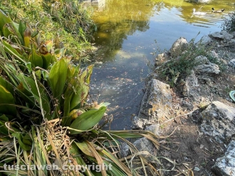 Il laghetto Acqua azzurra acqua chiara di pratogiardino Lucio Battisti "ripulito", seccate la gran parte delle piante acquatiche