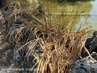 Il laghetto Acqua azzurra acqua chiara di pratogiardino Lucio Battisti "ripulito", seccate la gran parte delle piante acquatiche