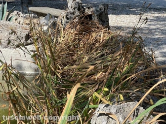 Il laghetto Acqua azzurra acqua chiara di pratogiardino Lucio Battisti "ripulito", seccate la gran parte delle piante acquatiche