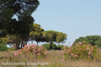 Tarquinia - L'aeroporto Americo Sostegni
