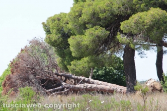 Tarquinia - L'aeroporto Americo Sostegni
