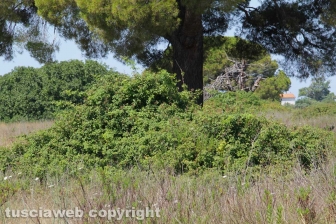 Tarquinia - L'aeroporto Americo Sostegni