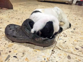 L'agnellina Cesarina "superstar"
