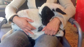 L'agnellina Cesarina "superstar"