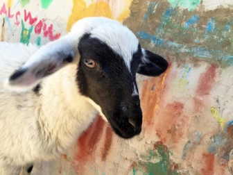 L'agnellina Cesarina "superstar"