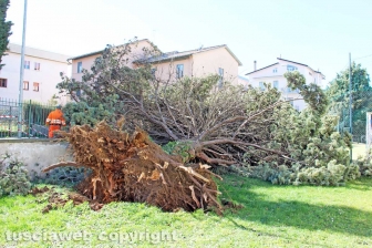L'albero nel cortile della scuola