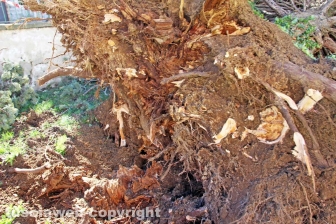 L'albero nel cortile della scuola