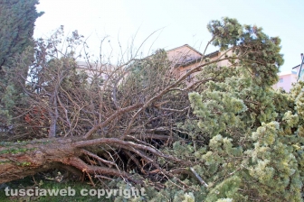 L'albero nel cortile della scuola