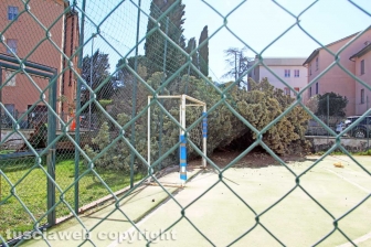 L'albero nel cortile della scuola
