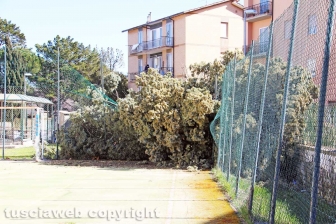 L'albero nel cortile della scuola