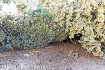 L'albero nel cortile della scuola