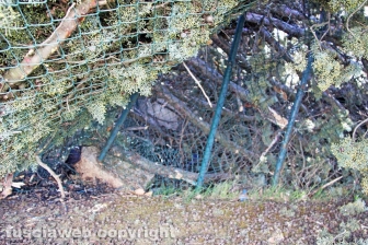 L'albero nel cortile della scuola