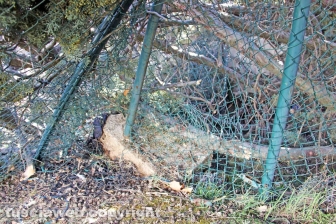 L'albero nel cortile della scuola