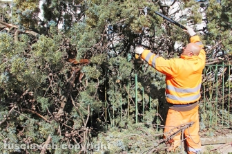 L'albero nel cortile della scuola