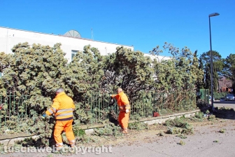 L'albero nel cortile della scuola