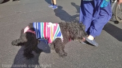 L\'Arci lesbica di Viterbo al Gay pride