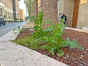 Le aiuole di via Marconi