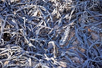 Le fiamme investono strada Signorino