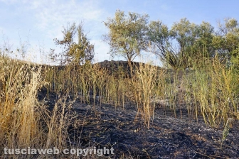 Le fiamme investono strada Signorino