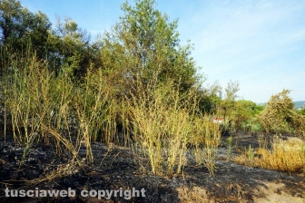 Le fiamme investono strada Signorino