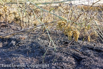 Le fiamme investono strada Signorino