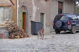 Roccalvecce
