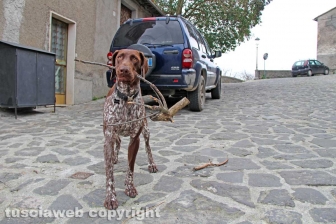 Roccalvecce