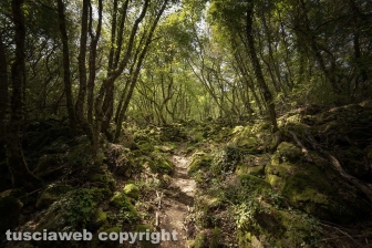 Farnese - Selva del Lamone - Foto di Maurizio Di Giovancarlo