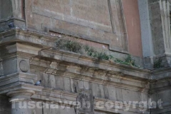 La Mura di Viterbo invase dalle erbacce  - Porta Romana