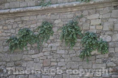 Ci sono anche i capperi