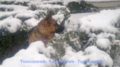 Il pastore tedesco Ringo ama la neve - Paola Molinari