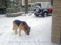 Il pastore tedesco Ringo ama la neve - Paola Molinari