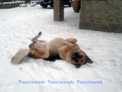Il pastore tedesco Ringo ama la neve - Paola Molinari