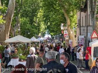 Bolsena - Festa delle ortensie 2020