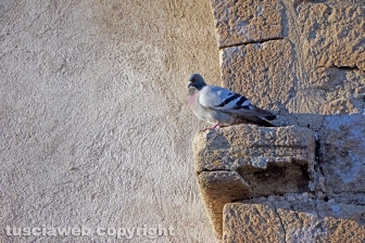 Porta del Carmine - Pianoscarano