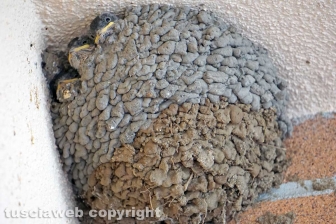 Le rondini di Tusciaweb