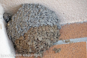 Le rondini di Tusciaweb