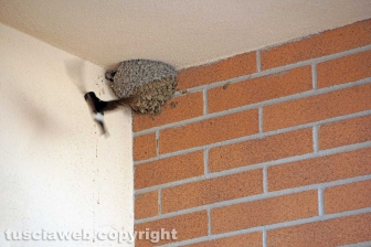 Le rondini di Tusciaweb