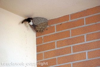 Le rondini di Tusciaweb